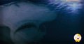Denizens of The Deep